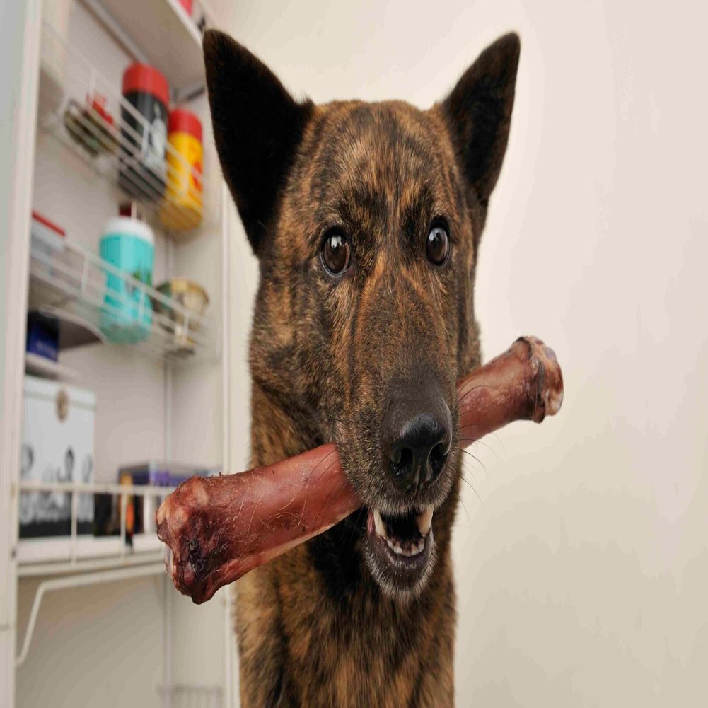 犬だって働き方改革 家庭犬にできる仕事は番犬と いい部屋ペット いい部屋ネット 公式 Note