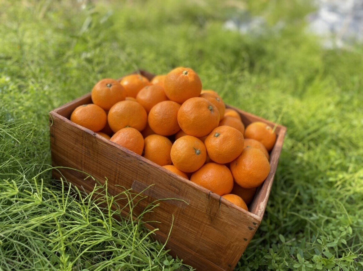 リアル減農薬みかん と 悪魔のみかん が好評価 Let レット 公式 Note リアル減農薬みかん と 悪魔のみかん が好評価 Let レット 公式 Note