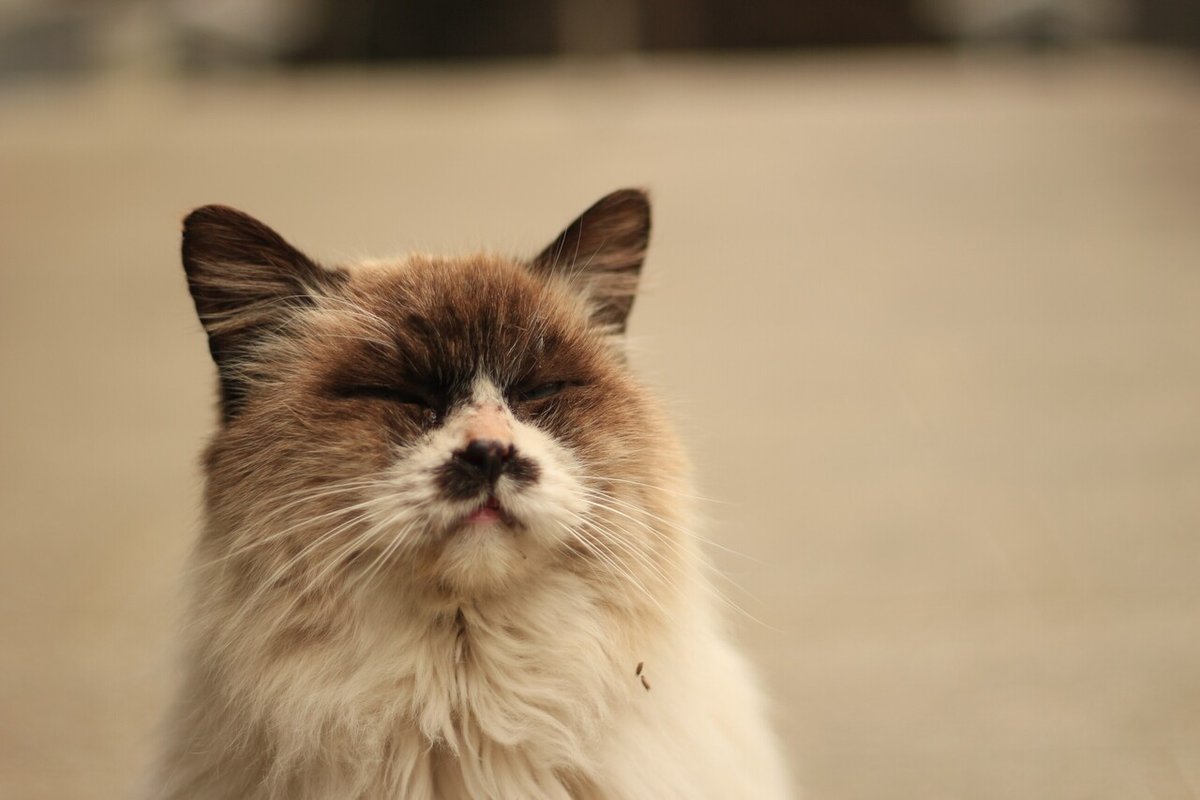 20220219_大杉神社で猫 (14)