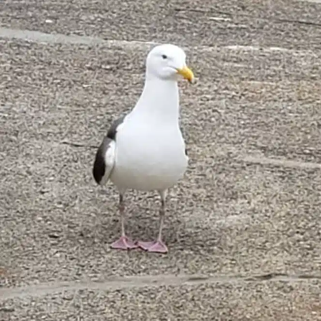 鳥野 小川