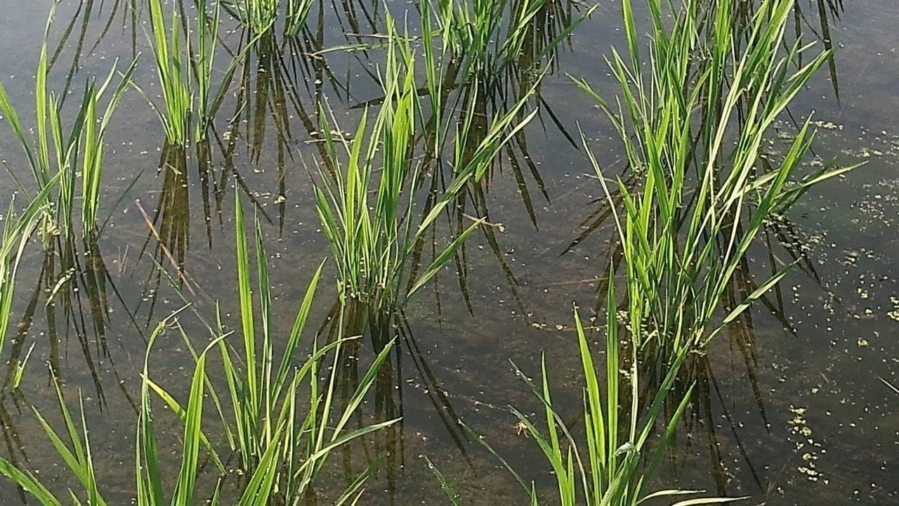 冬期湛水不耕起栽培 Shanthi Usui Note 冬期湛水不耕起栽培 Shanthi Usui Note