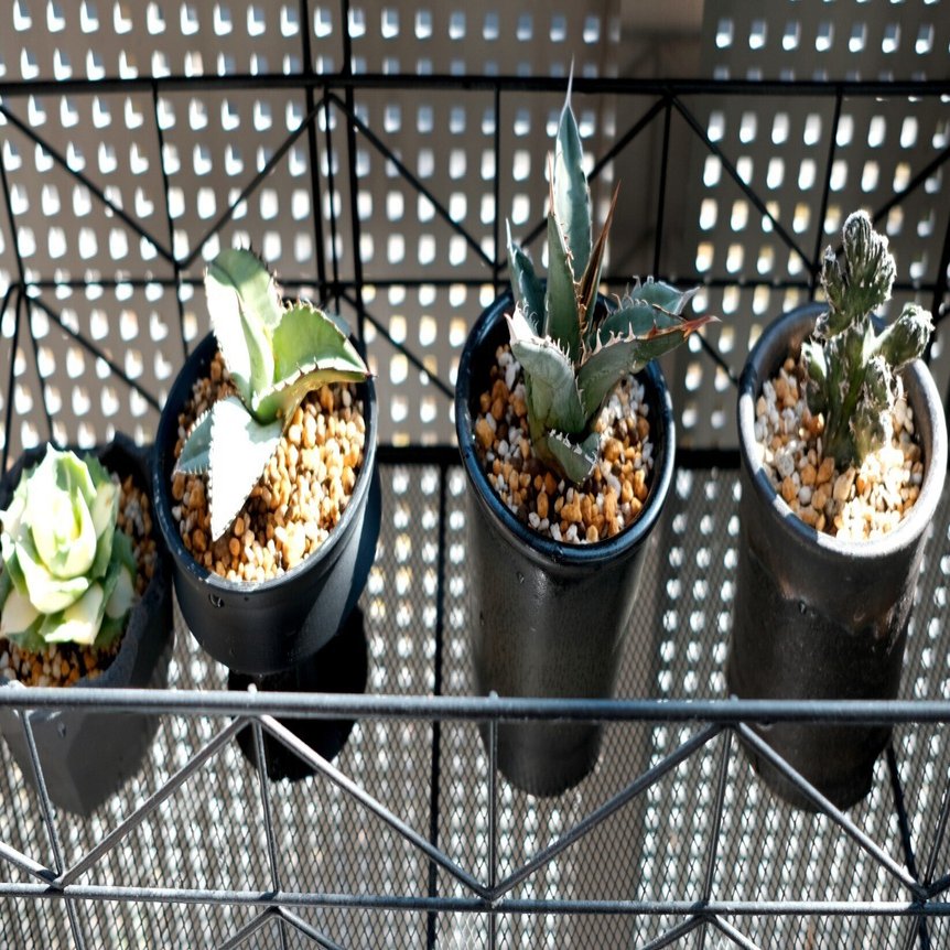 植物と暮らして変わった生活 Anaky Note
