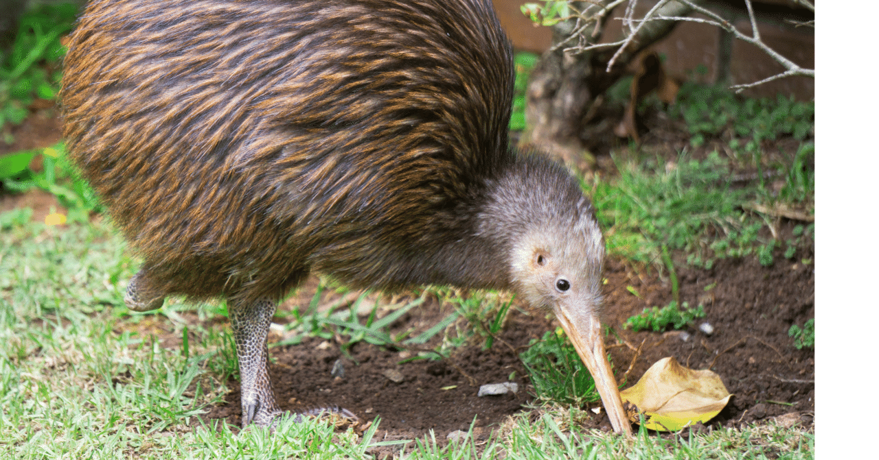気になる生態 19時間も寝るnzの国鳥 キーウィ ちーた Note