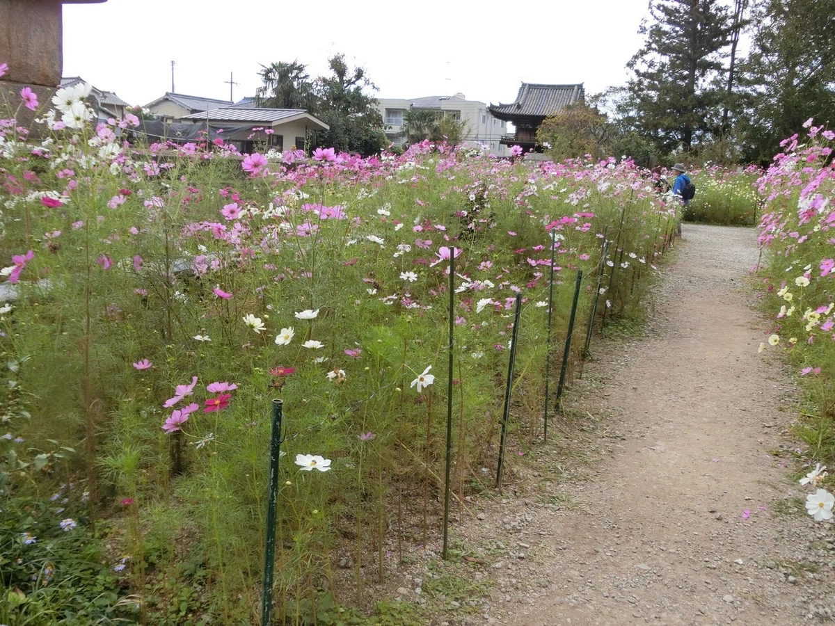 画像25