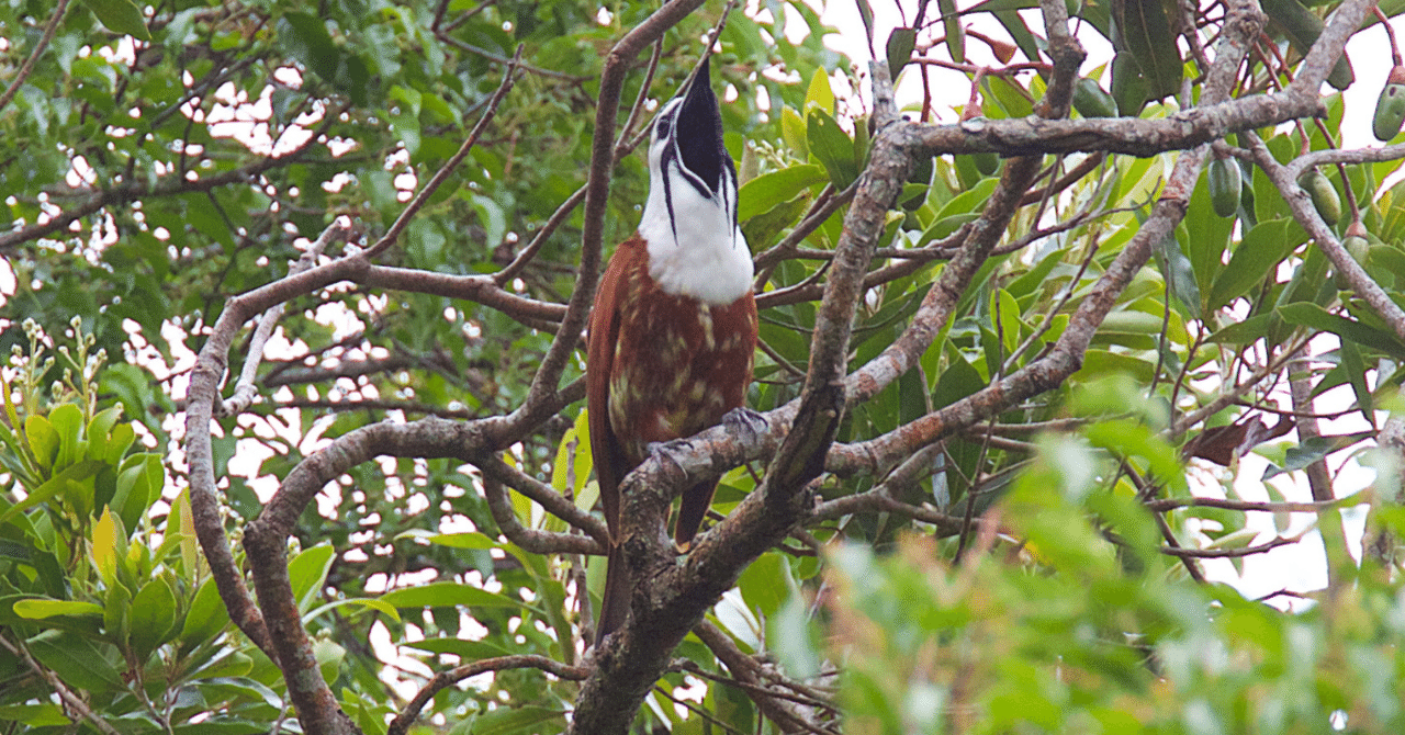 【気になる生態】 #18 ”爆音”さえずりと謎の肉垂 「ヒゲドリ&スズドリ」