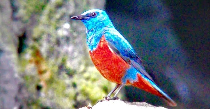 青ぃ鳥です 第1948回 青い鳥と赤い鳥 ⑴｜翆野 大地