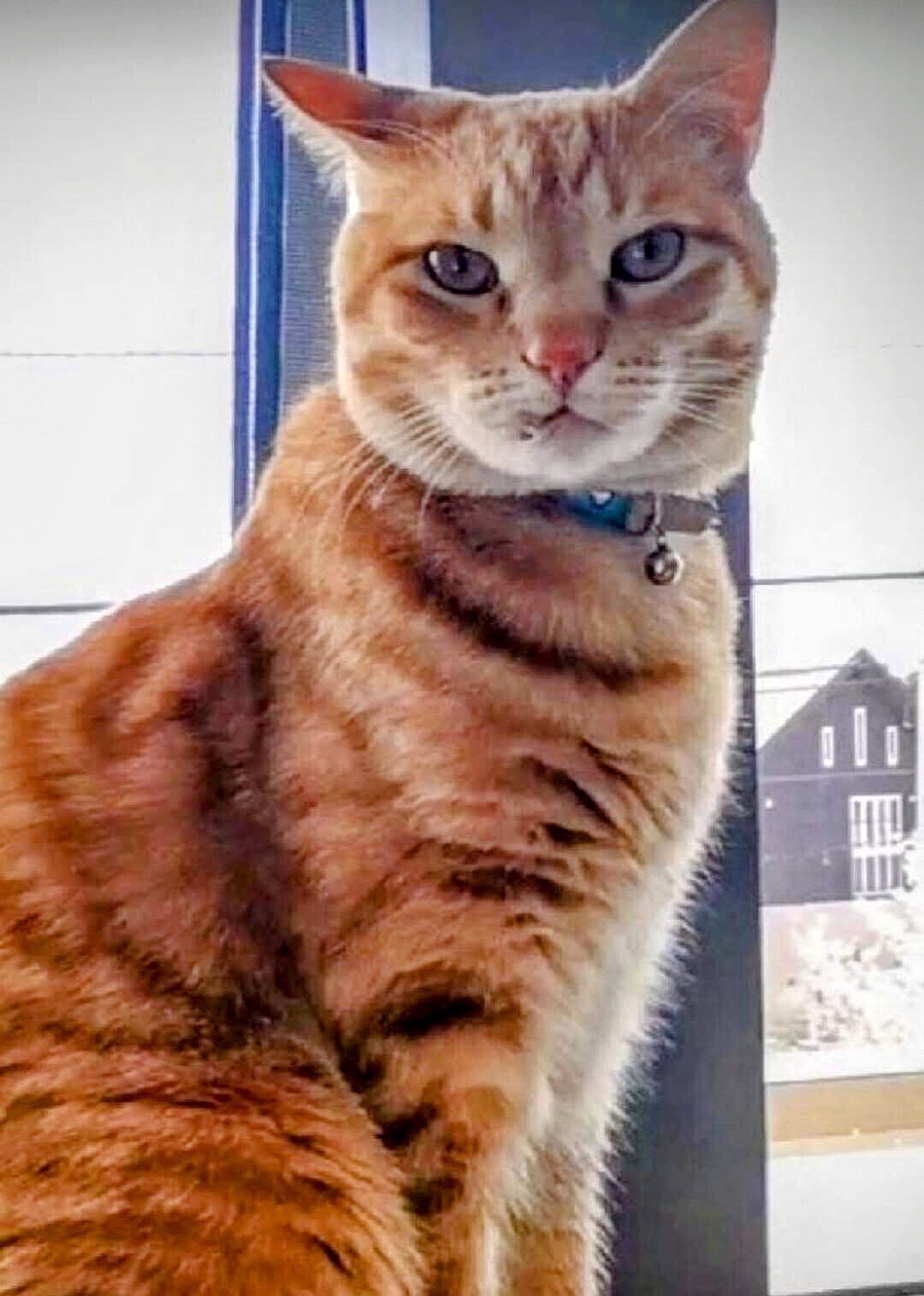 福招き 猫にゃんにゃん 家族だね 22 2 22 Toe Mame Note 福招き 猫にゃんにゃん 家族だね 22 2 22 Toe Mame Note