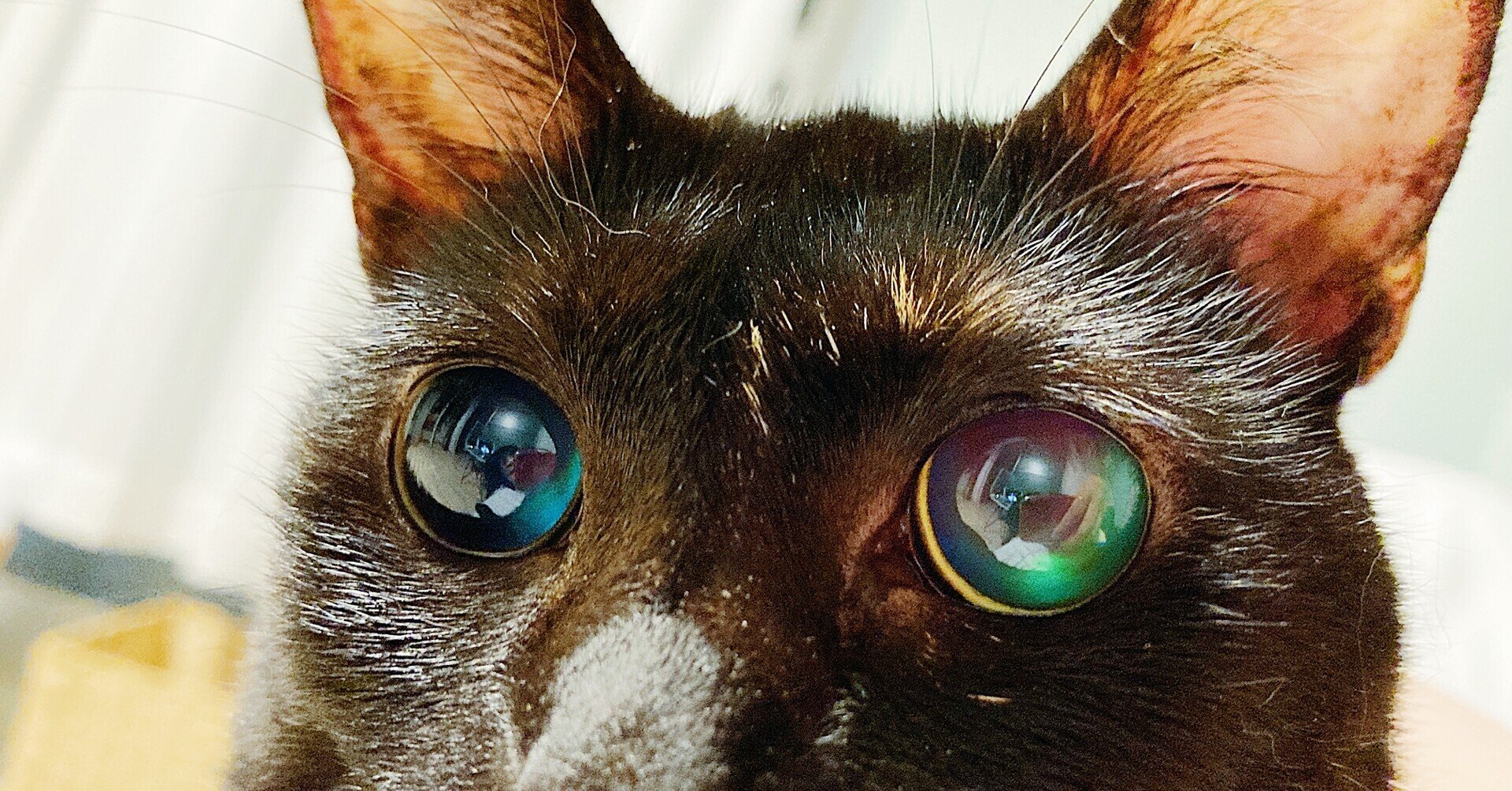 うちの猫は目が見えない 紅葉 もみじ Note
