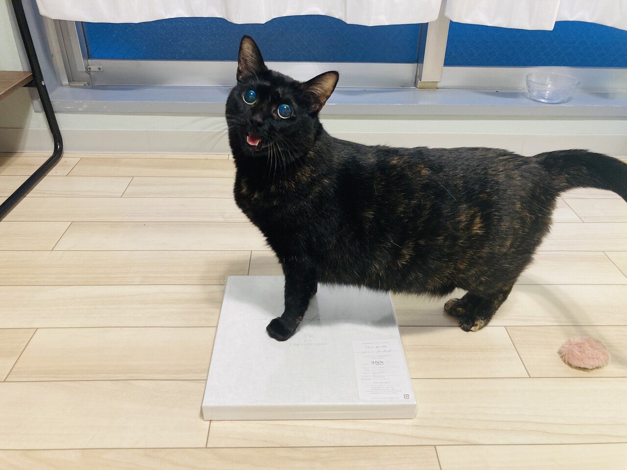 うちの猫は目が見えない 紅葉 もみじ Note