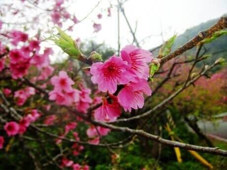 寒緋桜と若葉