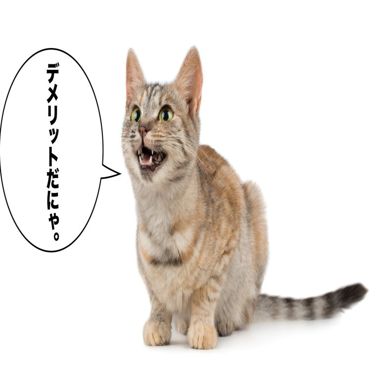 162 2月22日はスーパー猫の日 坂井 直貴 Note