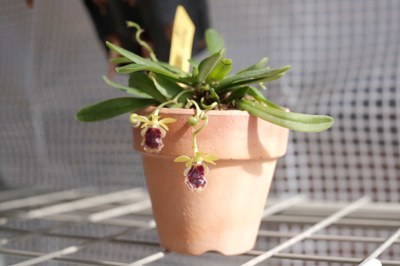 植物のある暮らし｜編集者の推し本｜ヤマケイの本