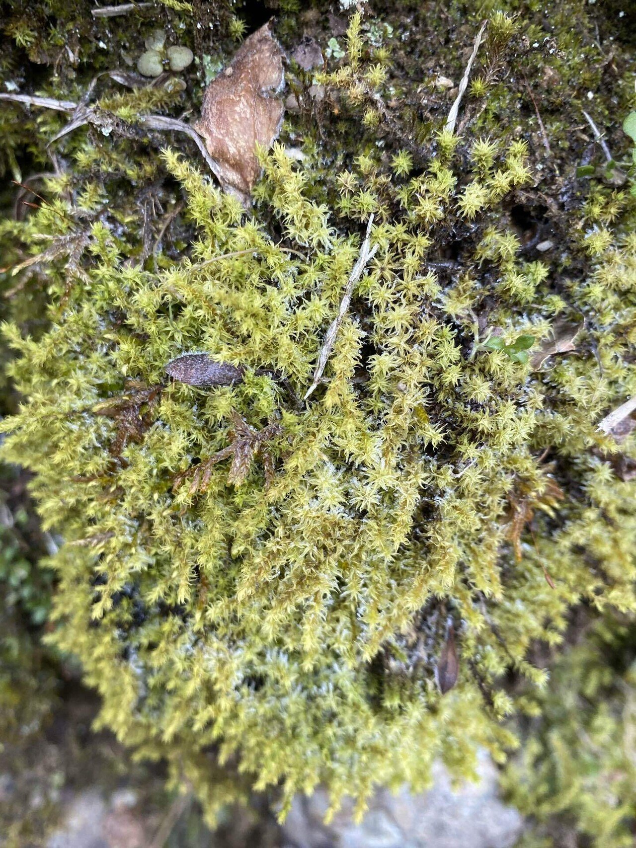 今日の気になる山野草花10 22 28 スナゴケ Mont Tribal Note