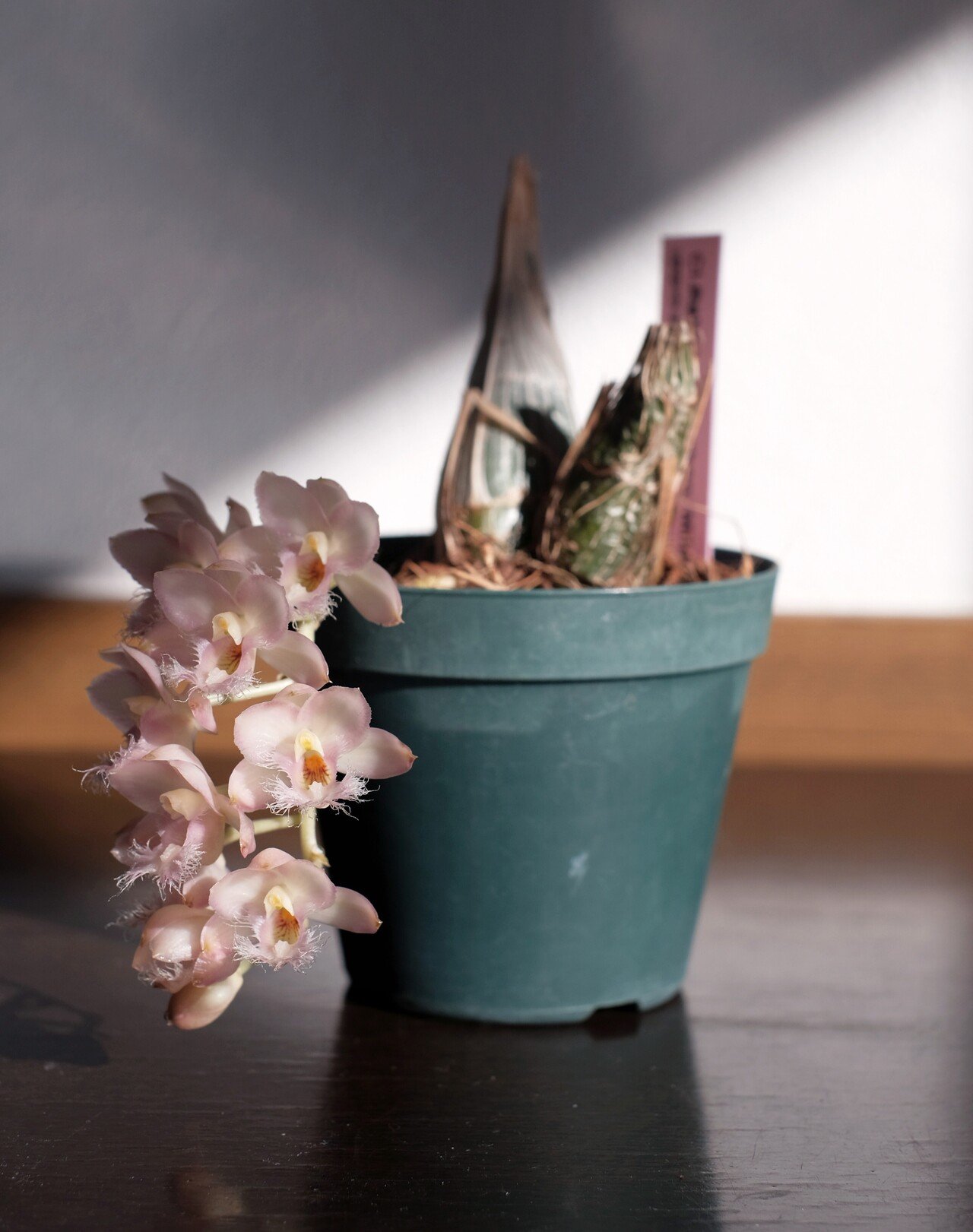 植物のある暮らし｜編集者の推し本｜ヤマケイの本