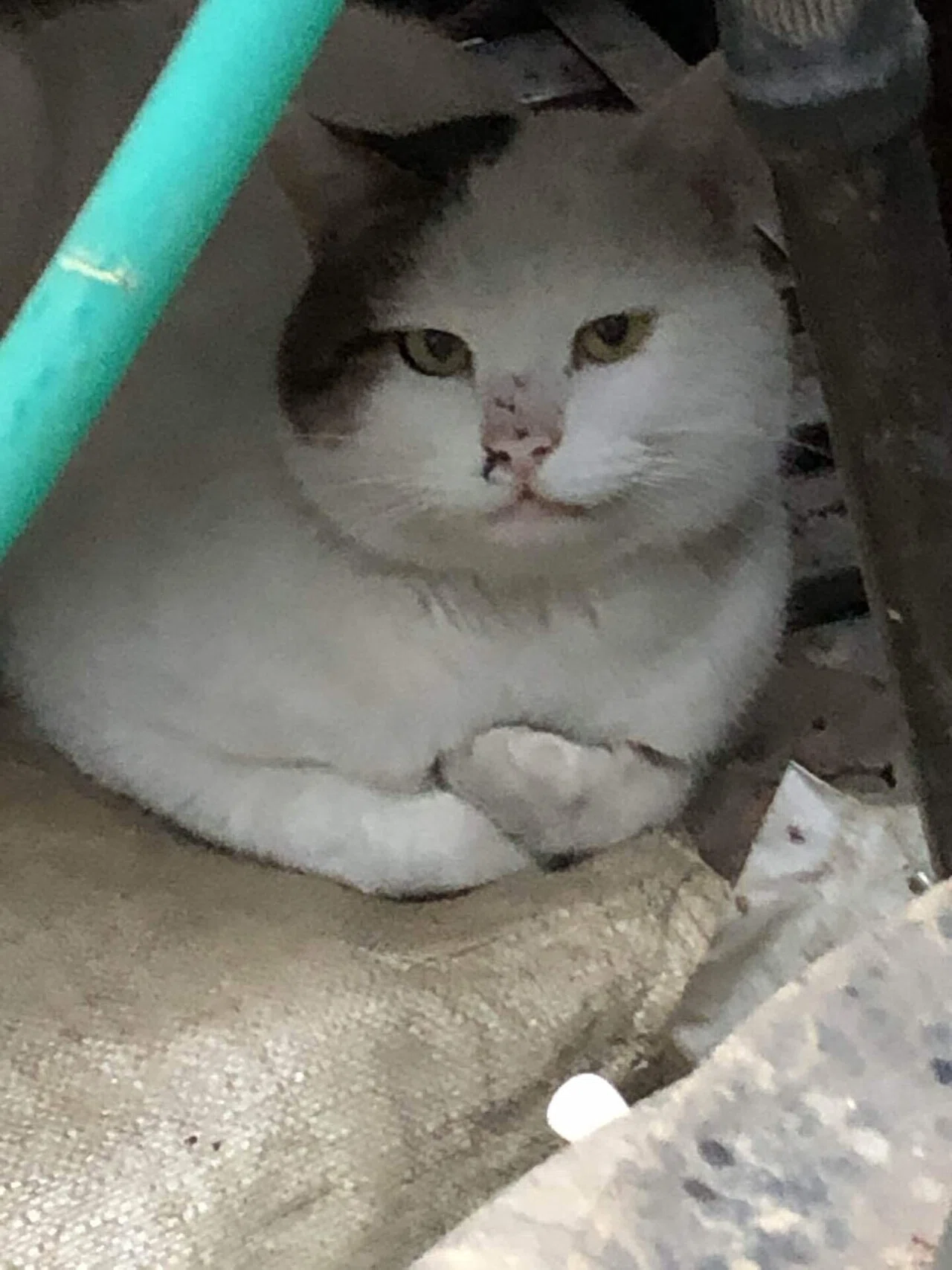 猫密度高めです 猫密は猫蜜 入月朏 Note 猫密度高めです 猫密は猫蜜 入月朏 Note
