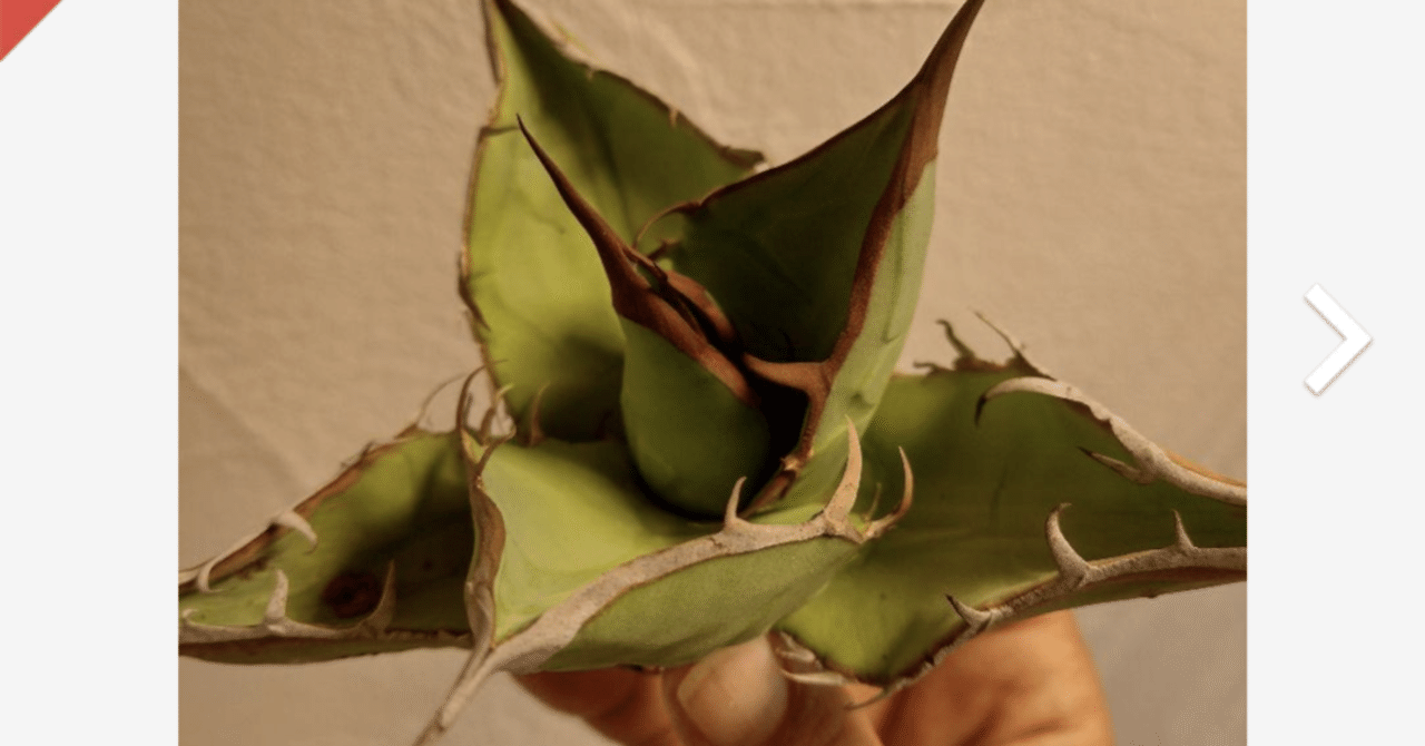 rectangle_large_type_2_11c5189