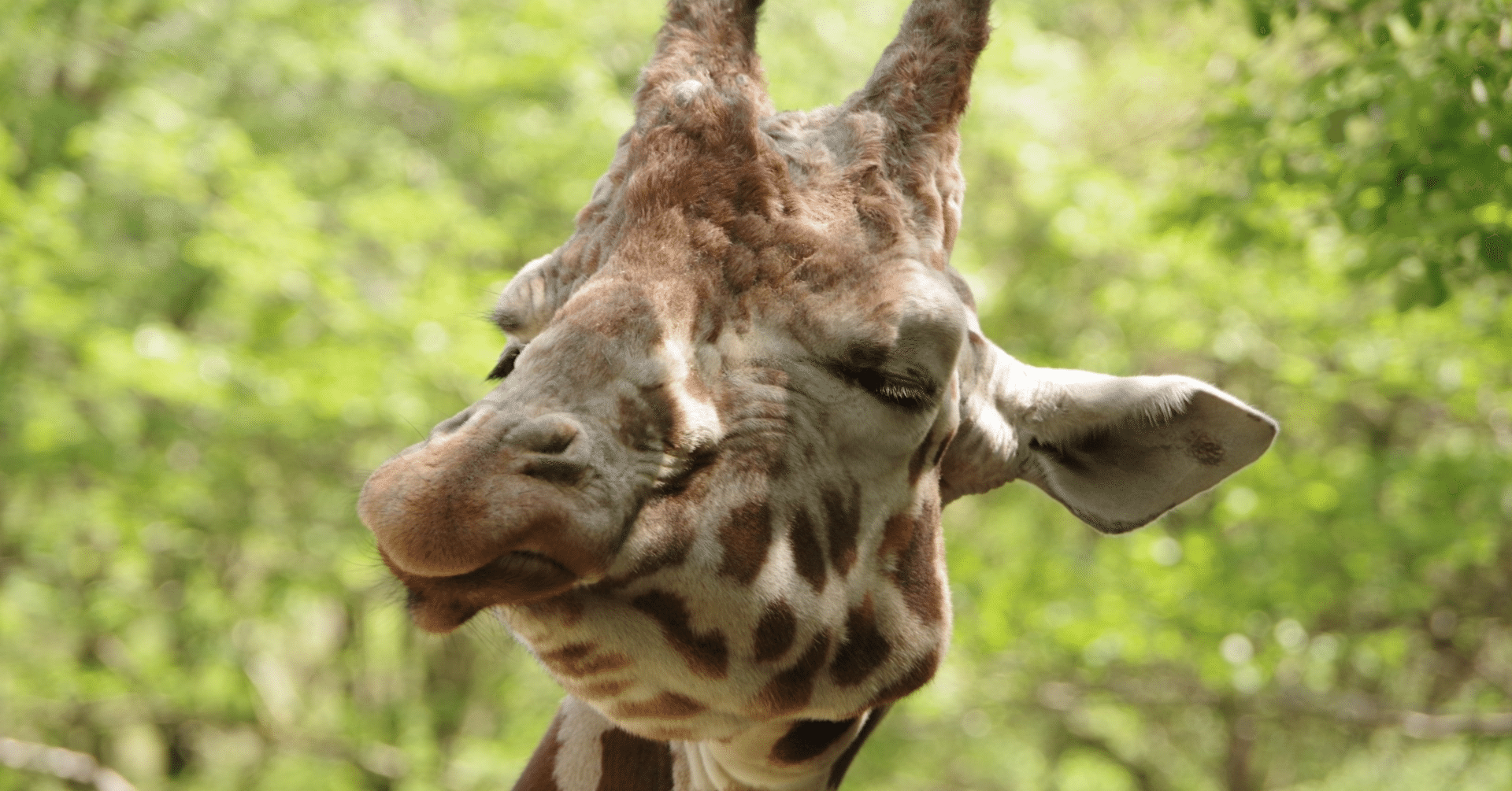 R-TYPE.FINAL2、ソルクレスタ R-TYPE.FINAL2、ソルクレスタ STEAM】ソルクレスタ : だんぼーる