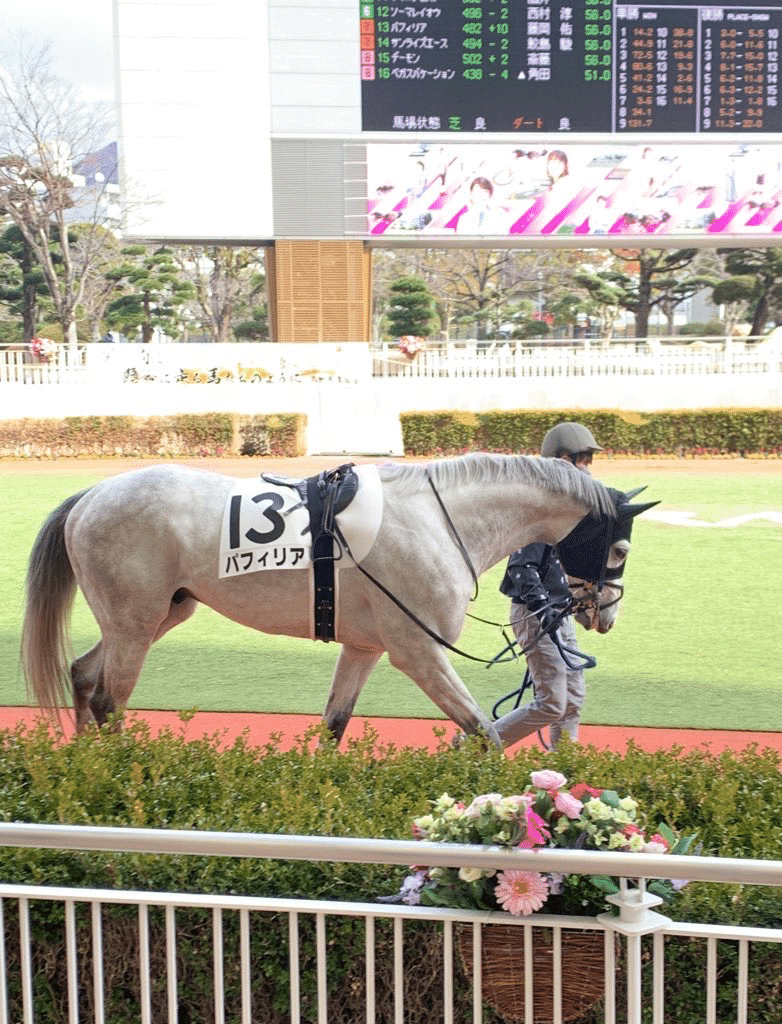 スノードラゴン ジャケット 岡田スタッド