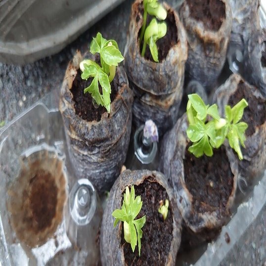 フウセンカズラの種とたね ケイ Note