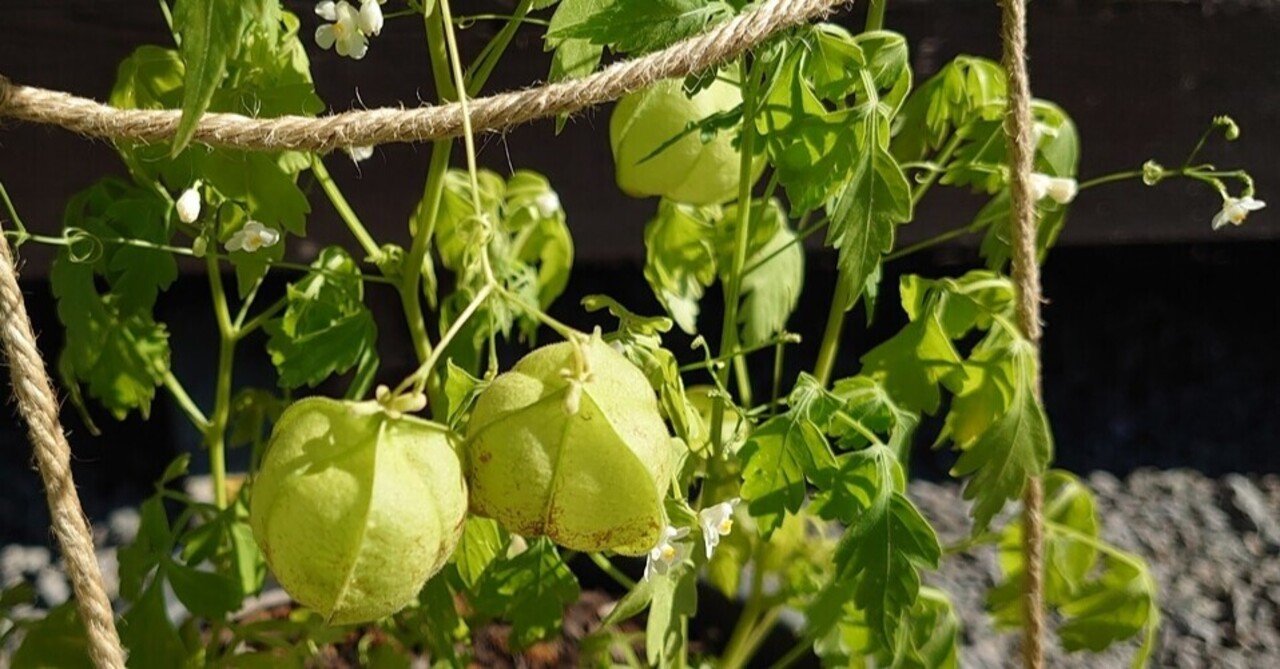 フウセンカズラの種とたね ケイ Note フウセンカズラの種とたね ケイ Note