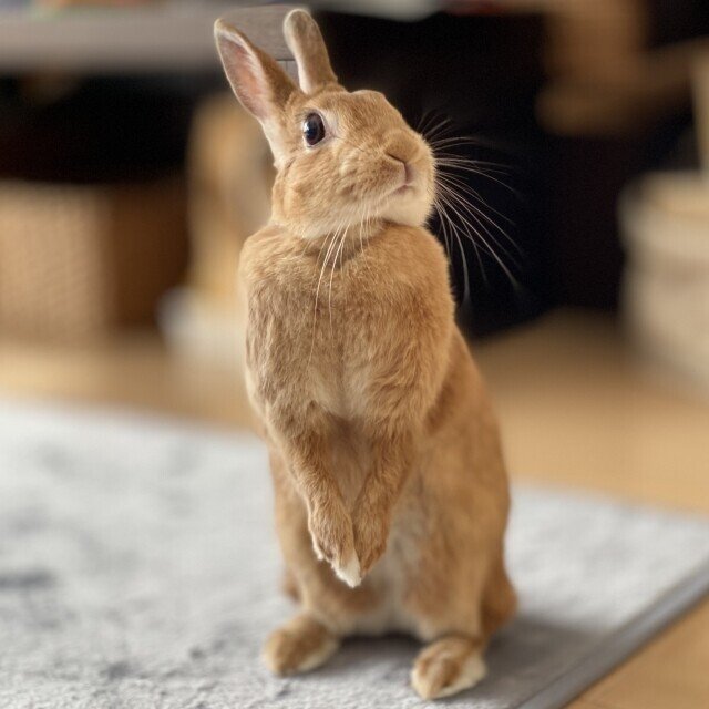 *  　バンビと　たわむれるウサギ  　* バンビとたわむれるウサギ *