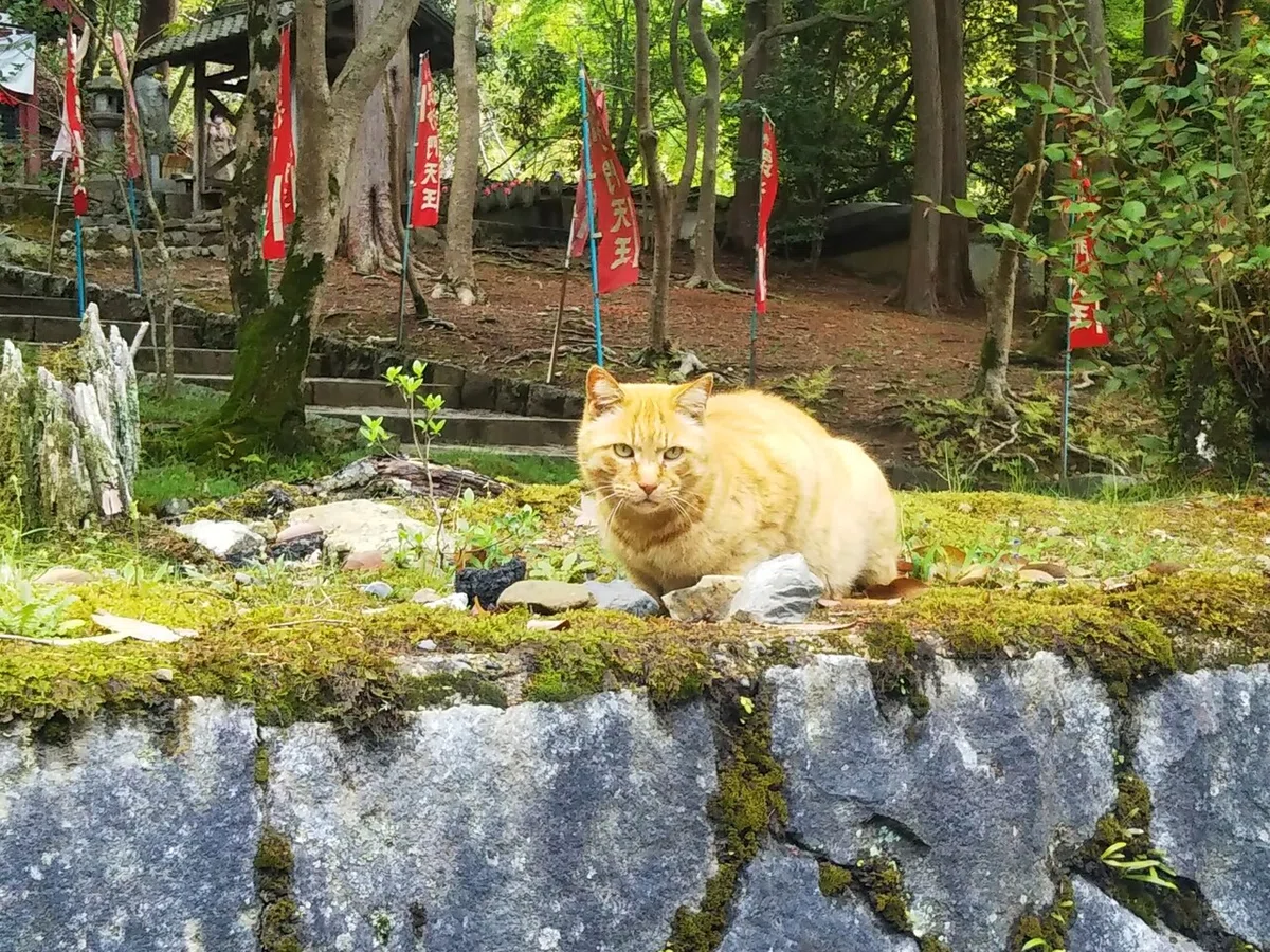 画像8