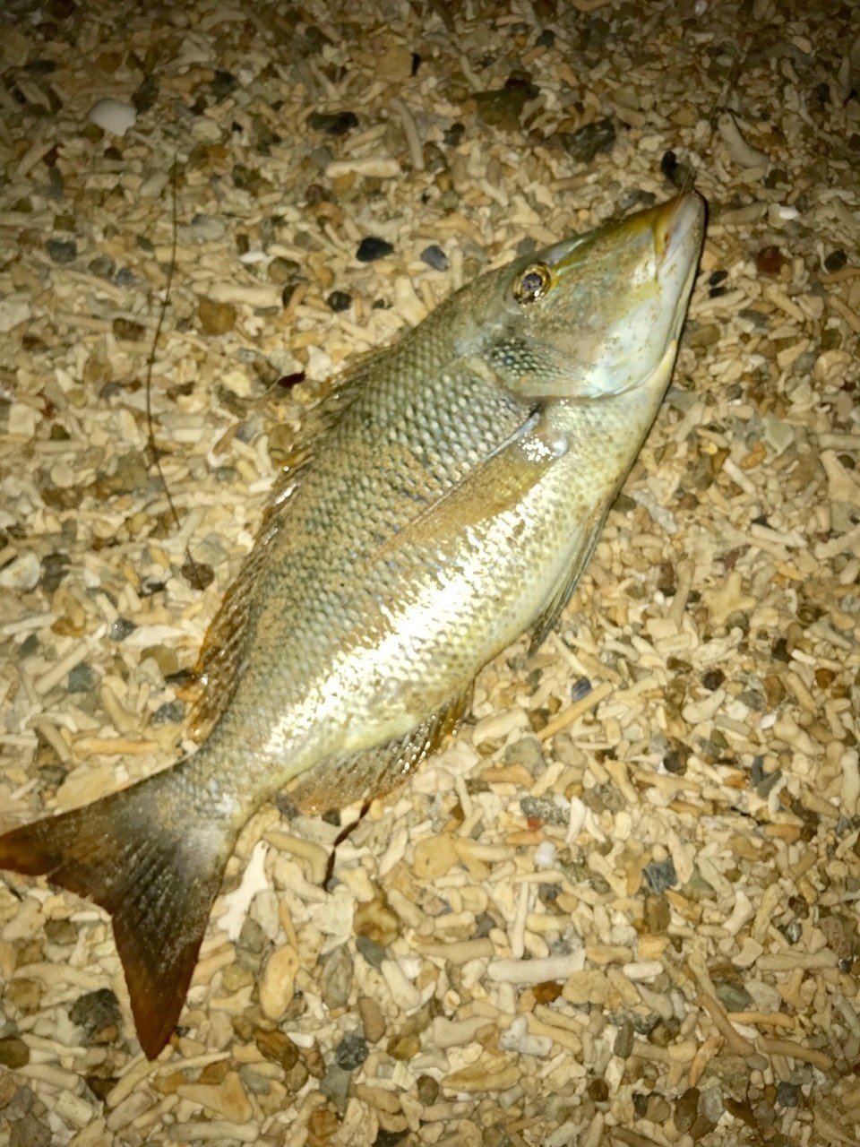 釣った魚を即刺身にして食べる喜び 舛田光洋マスダミツヒロ Note 釣った魚を即刺身にして食べる喜び 舛田光洋マスダミツヒロ Note