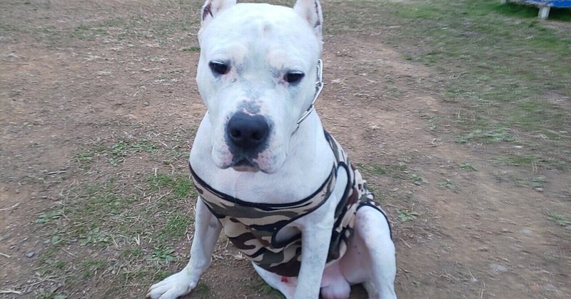 ドゴアルヘンティーノ の新着タグ記事一覧 Note つくる つながる とどける