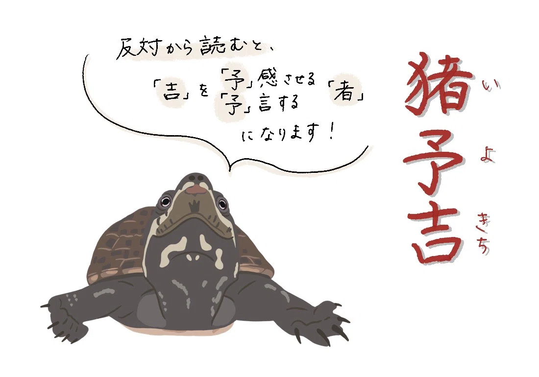 名付けは一生のギフト｜カメの歩み｜7匹のカメと生活中