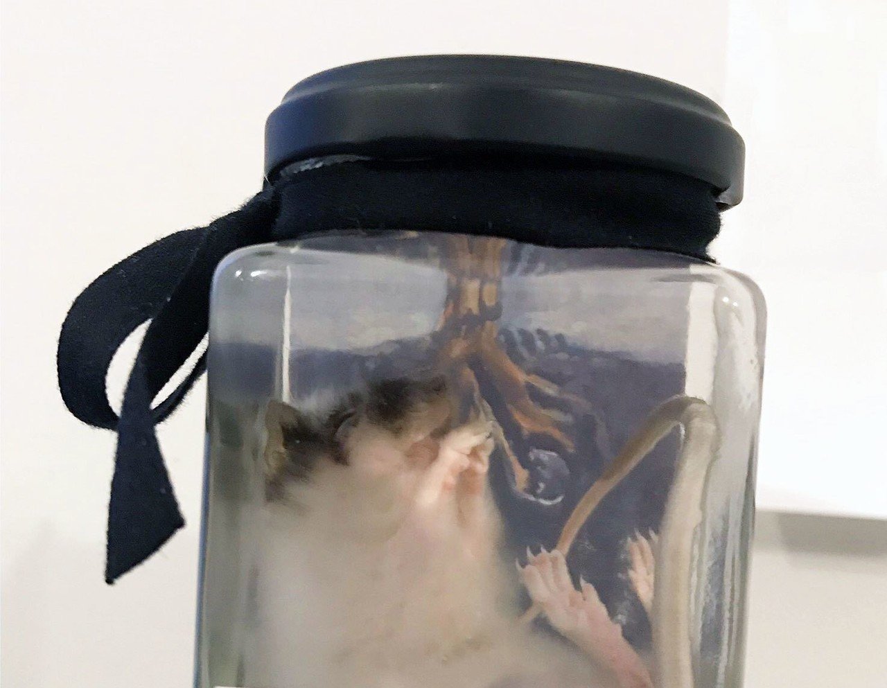 標本のすすめ 液浸標本 ホルマリン漬け の管理方法 Miomori ミオモリ Note 標本のすすめ 液浸標本 ホルマリン漬け の管理方法 Miomori ミオモリ Note