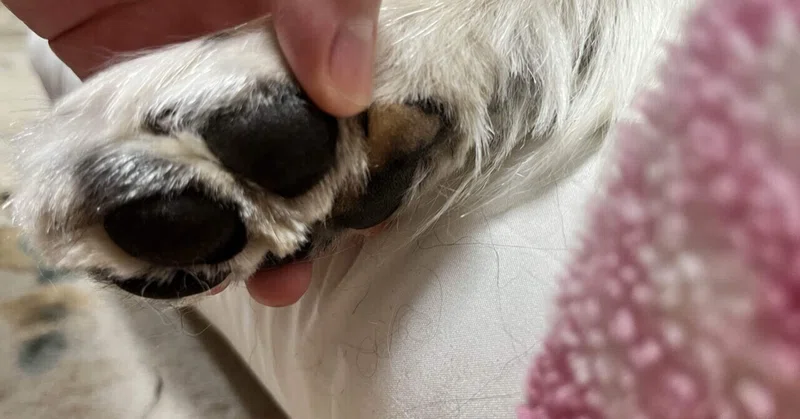 犬の命日 の新着タグ記事一覧 Note つくる つながる とどける