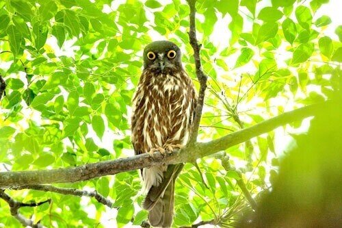 第1950回 青い鳥と赤い鳥 ⑶｜翆野 大地