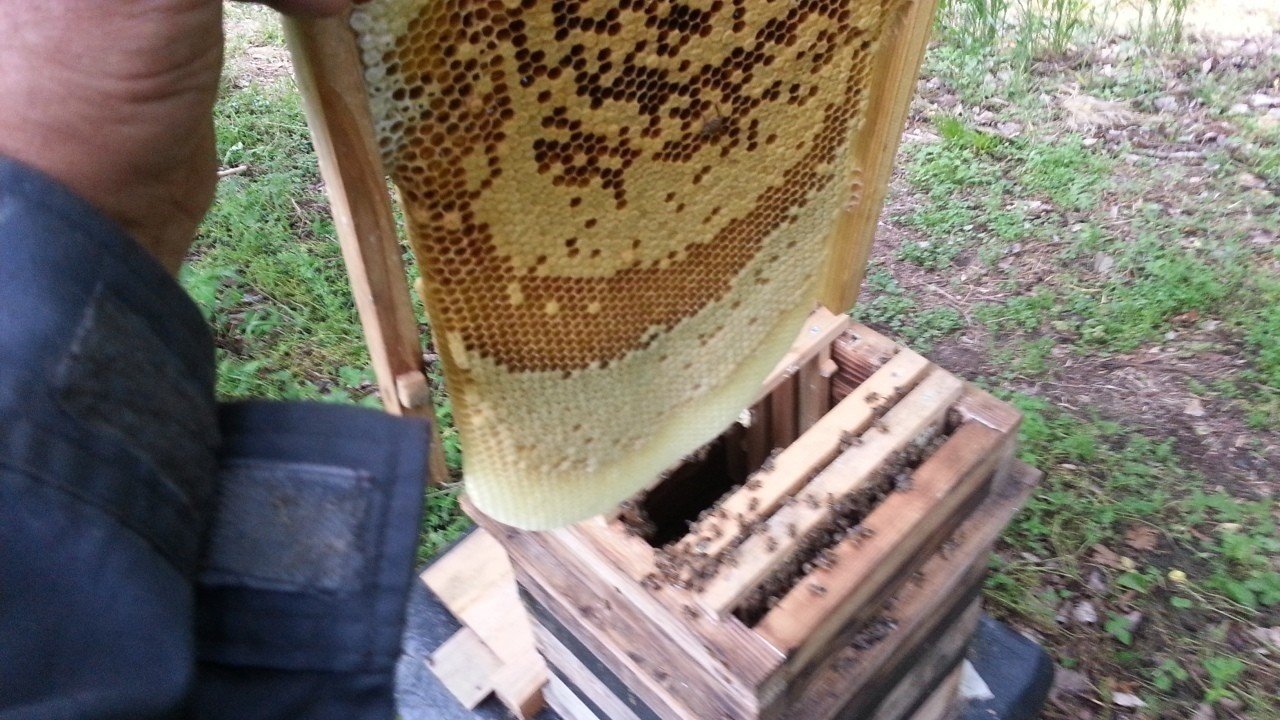 から厳選した ミツバチ飼育用 みつばち）13 養蜂待受箱（蜜蜂 その他 