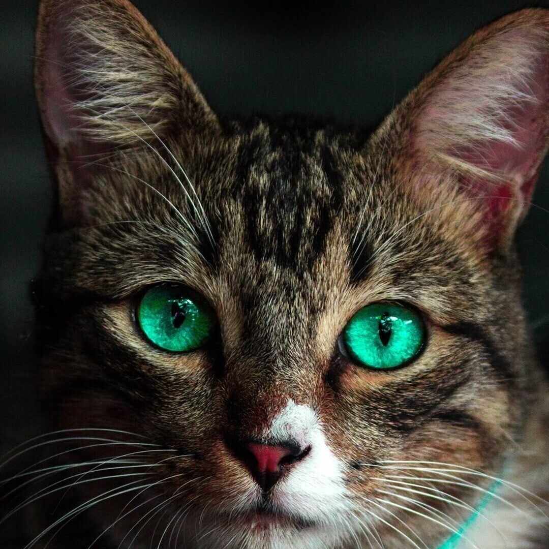 金融庁認可のCoinBest株式会社による暗号資産マイニング投資｜k_aka