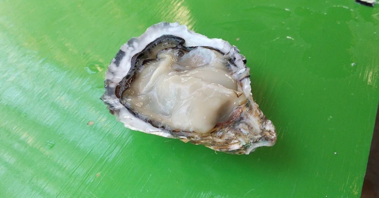 焼き海苔 5帖 新富津漁業協同組合