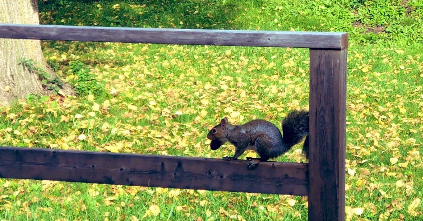 25 カナダ トロントで見られる野生動物 Green Note 25 カナダ トロントで見られる野生動物 Green Note