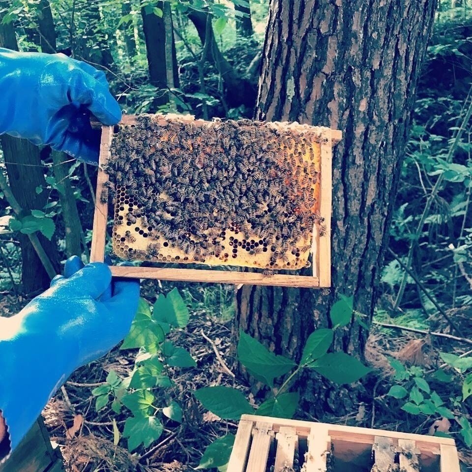 日本ミツバチを飼うということ 根元から問う Tomaさんレポート