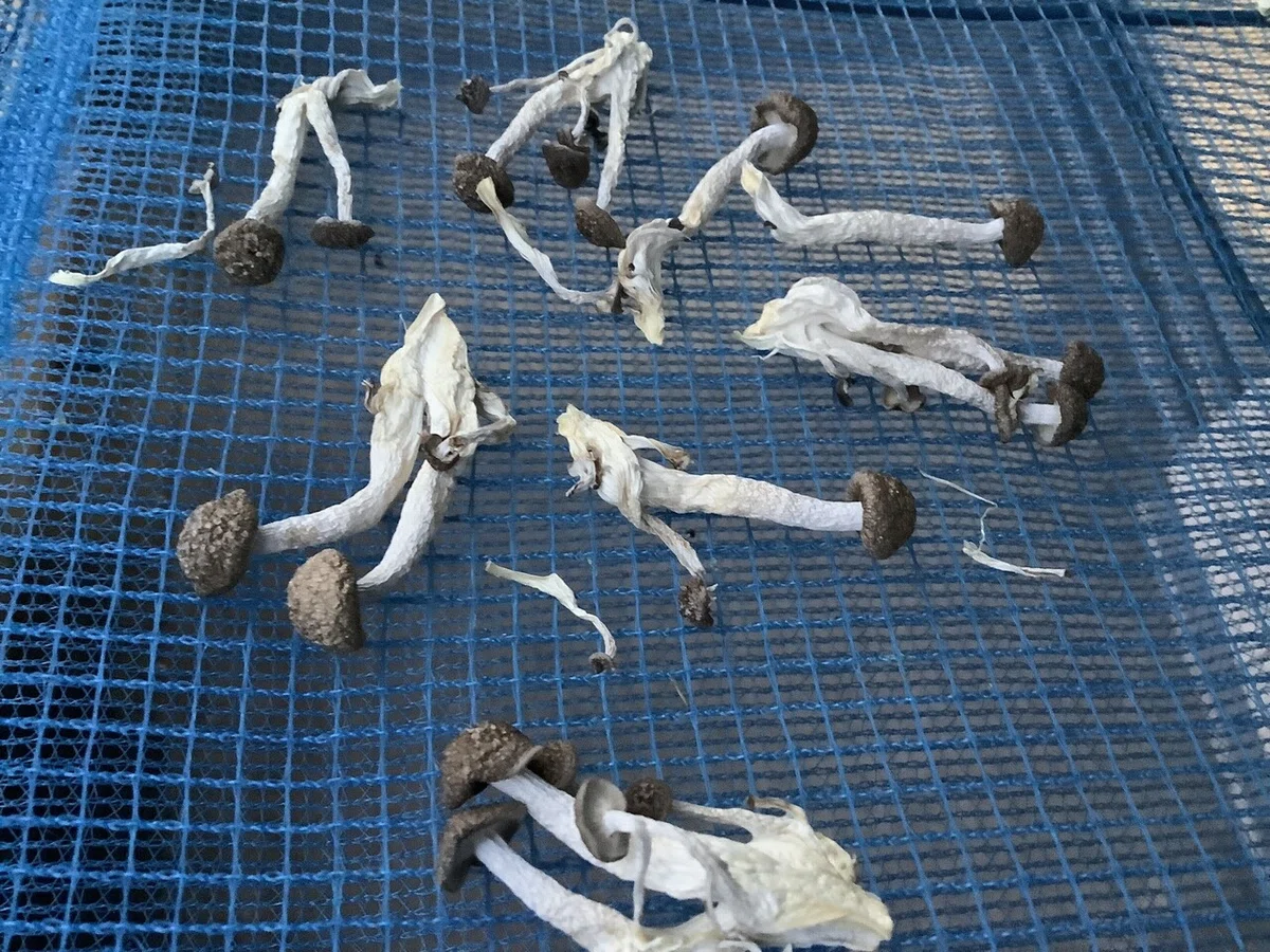 画像13
