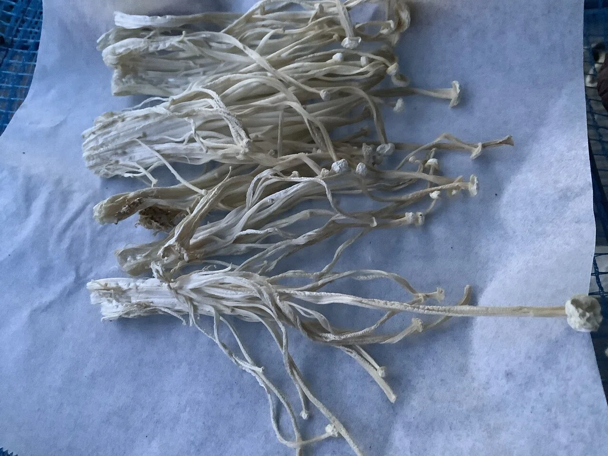 画像14