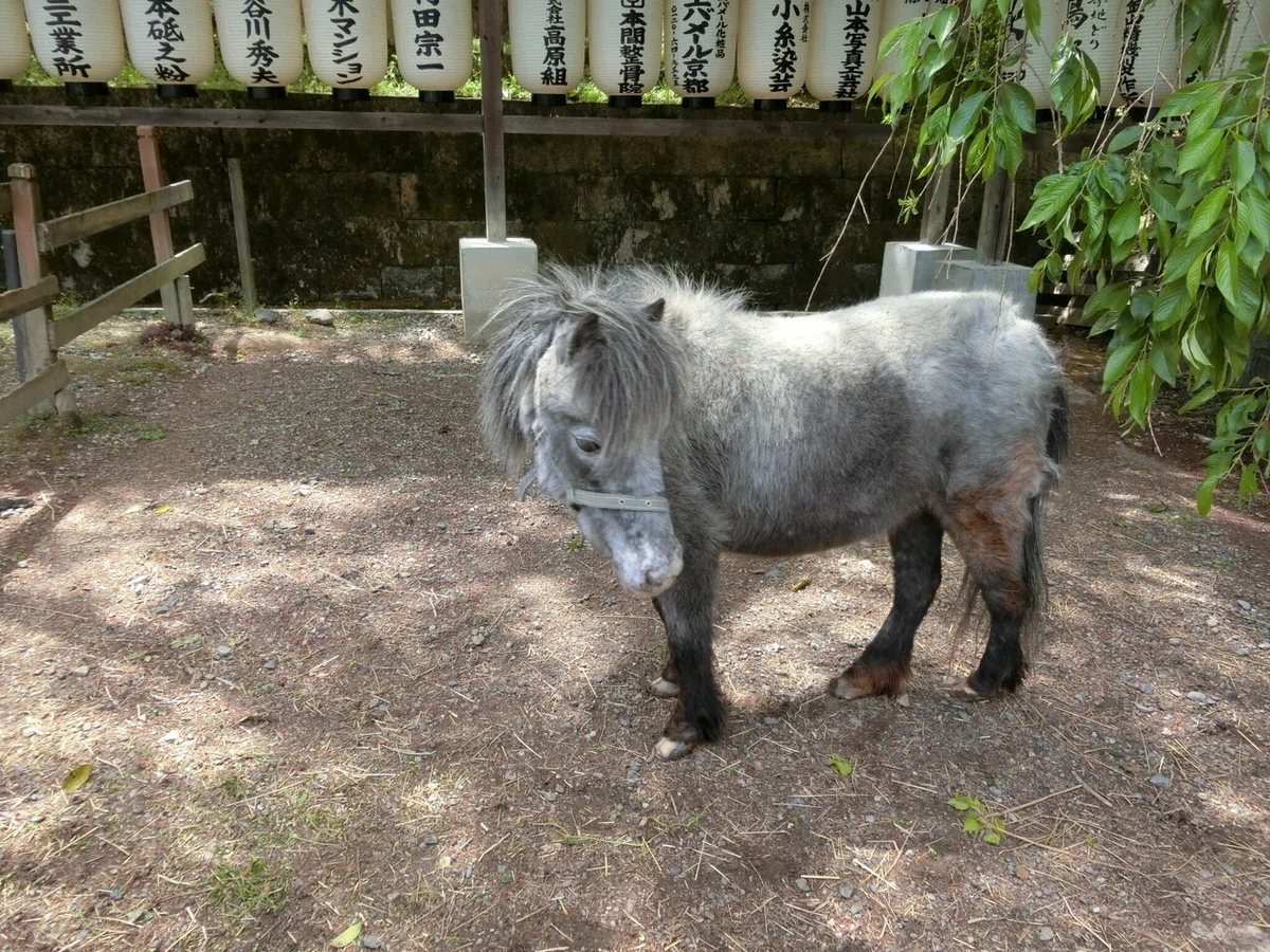 画像11