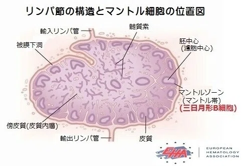 リンパ節の構造図解