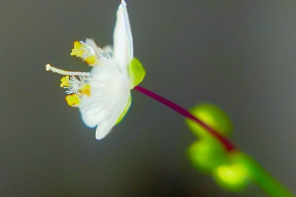 ブライダルベールの花言葉はしあわせを祈る の新着タグ記事一覧 Note つくる つながる とどける ブライダルベールの花言葉はしあわせを祈る の新着タグ記事一覧 Note つくる つながる とどける