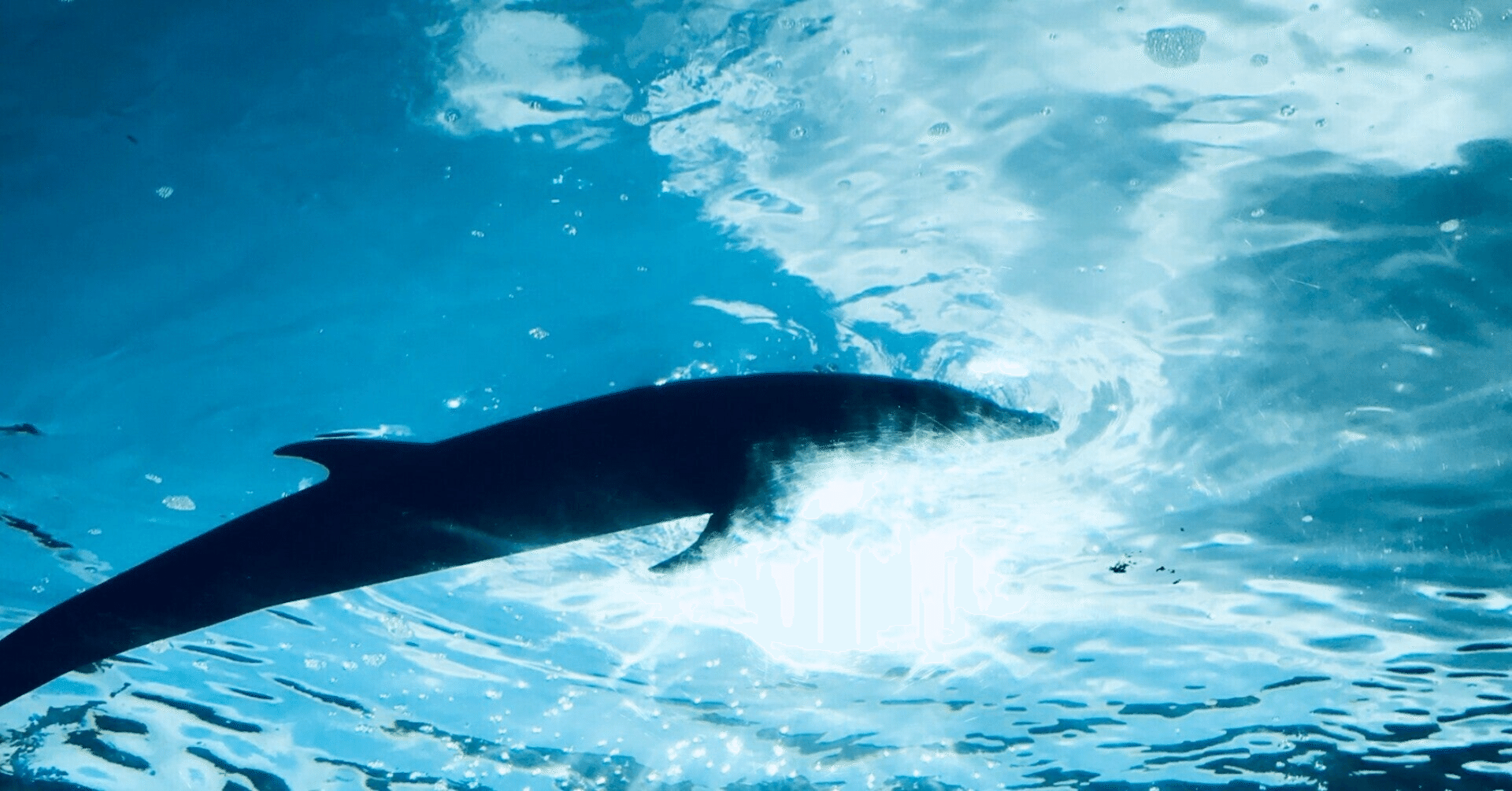 米 環境保護でメキシコに協議要請 希少イルカ保護で 海のイドバタ会議 Ocean Evangelist 守 雅彦 Note