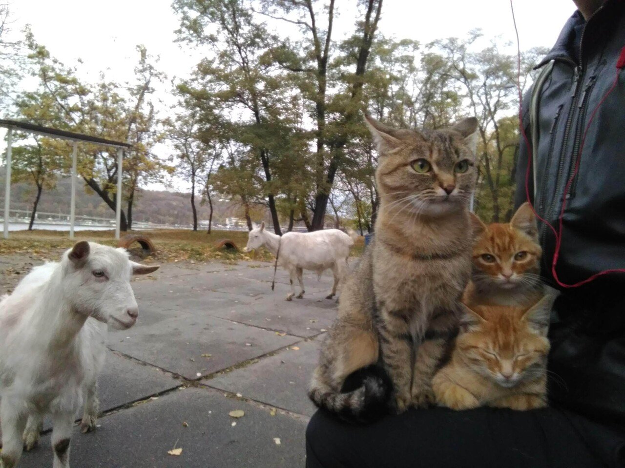 ドニエプル川にいた羊と猫