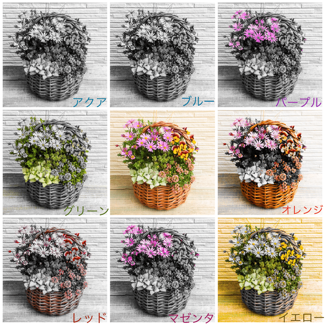 補色を使えばズボラさんでも簡単！明るい寄せ植えを作って春を感じて