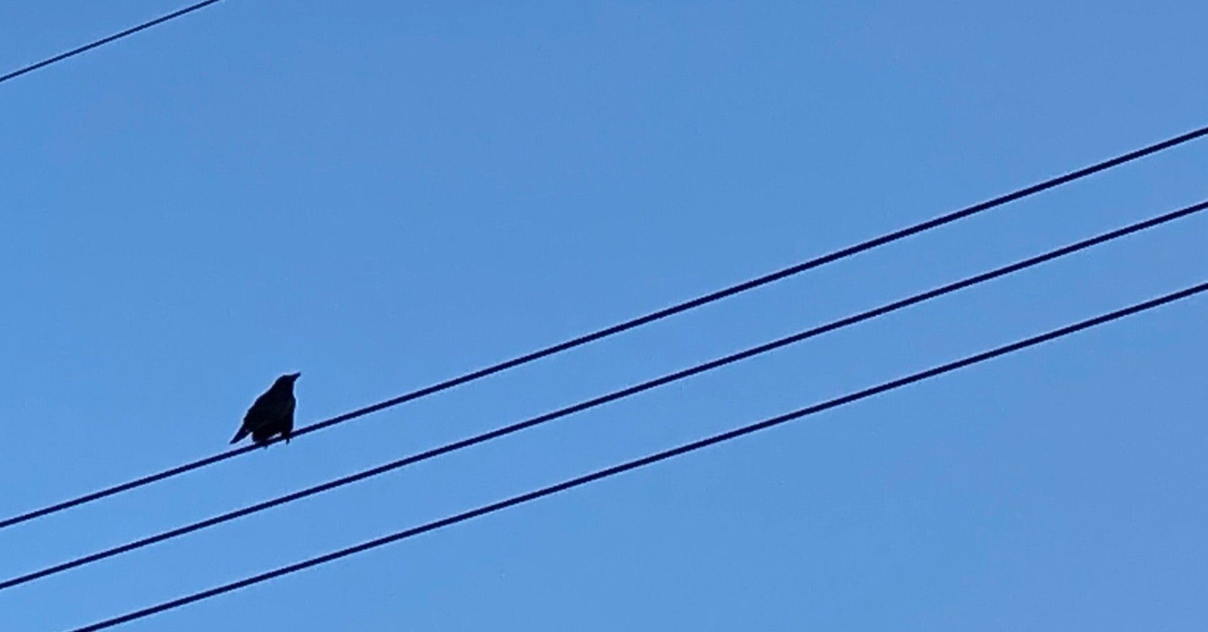 なぜカラスに襲われたのか 赤岡典明 Note