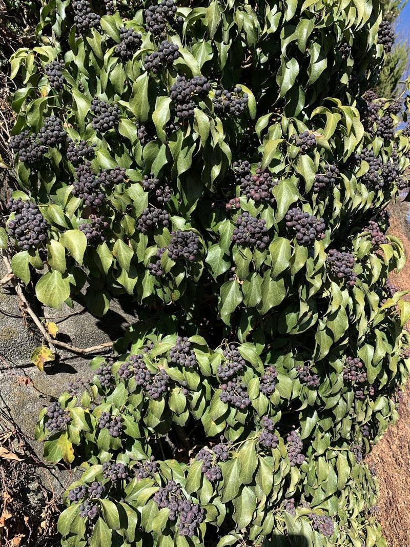 キヅク 木蔦 シラちゃん Note キヅク 木蔦 シラちゃん Note