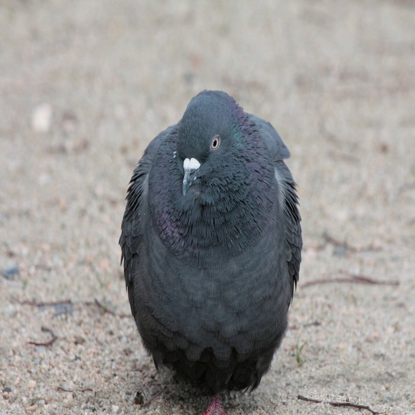今日のハト写真 平和の象徴 動物写真家志望中学生 咲太郎 さくたろう Note