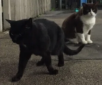 ばーにゃ