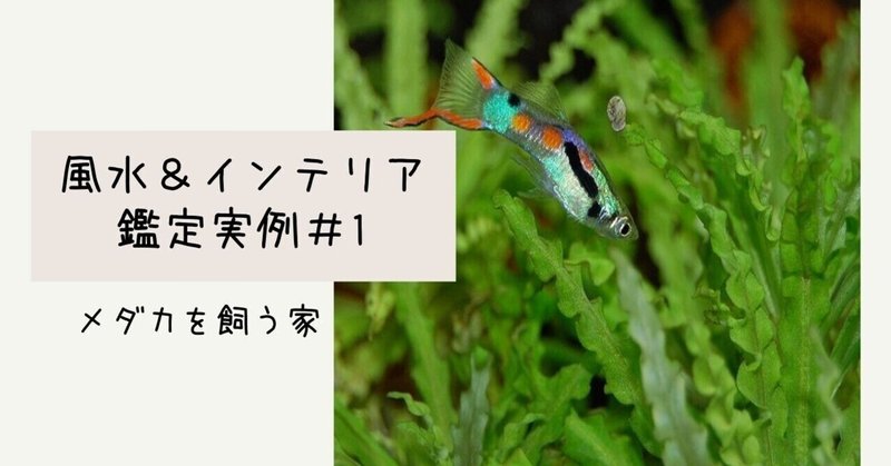 風水水槽 の新着タグ記事一覧 Note つくる つながる とどける
